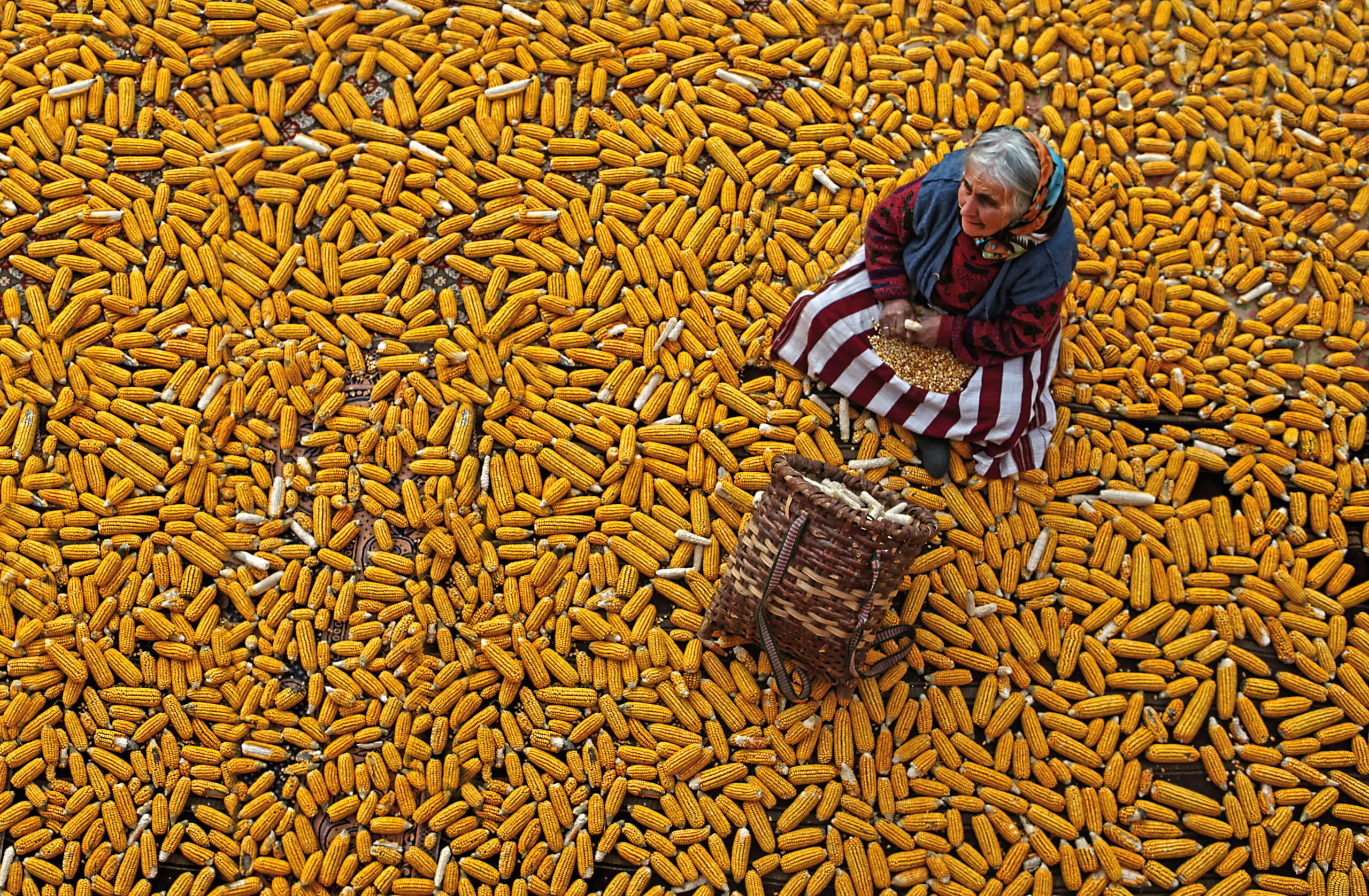 Wandbild (5078) corn by Mustafa Zengin präsentiert: Menschen,Kreatives,Details und Strukturen,Frauen,Portraits,Sonstiges Kreatives,Pflanzen