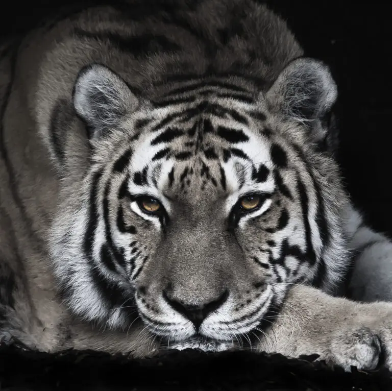  (109) Tigra Negra präsentiert: Aus Afrika, Tiere, Wildtiere