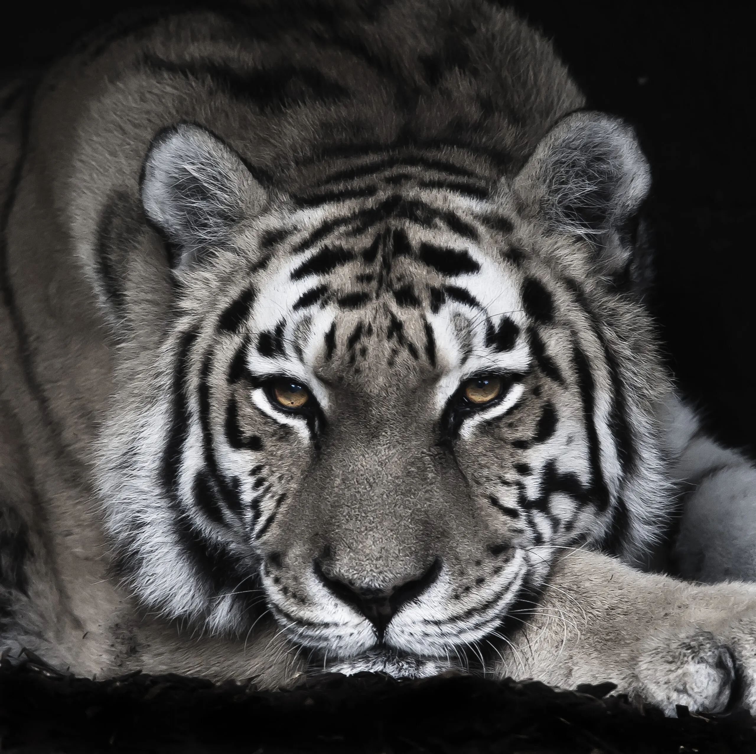 Wandbild (109) Tigra Negra präsentiert: Tiere,Wildtiere,Aus Afrika