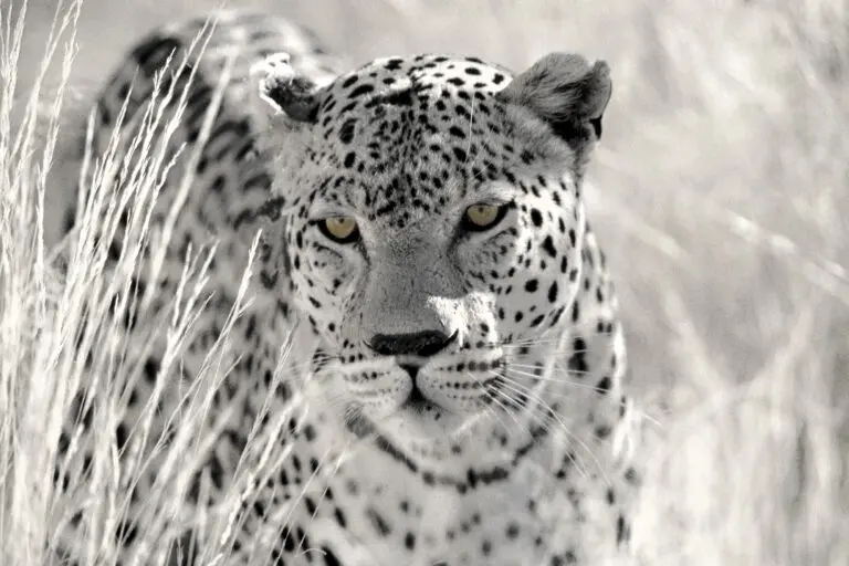  (133) Panthera präsentiert: Aus Afrika, Tiere, Wildtiere