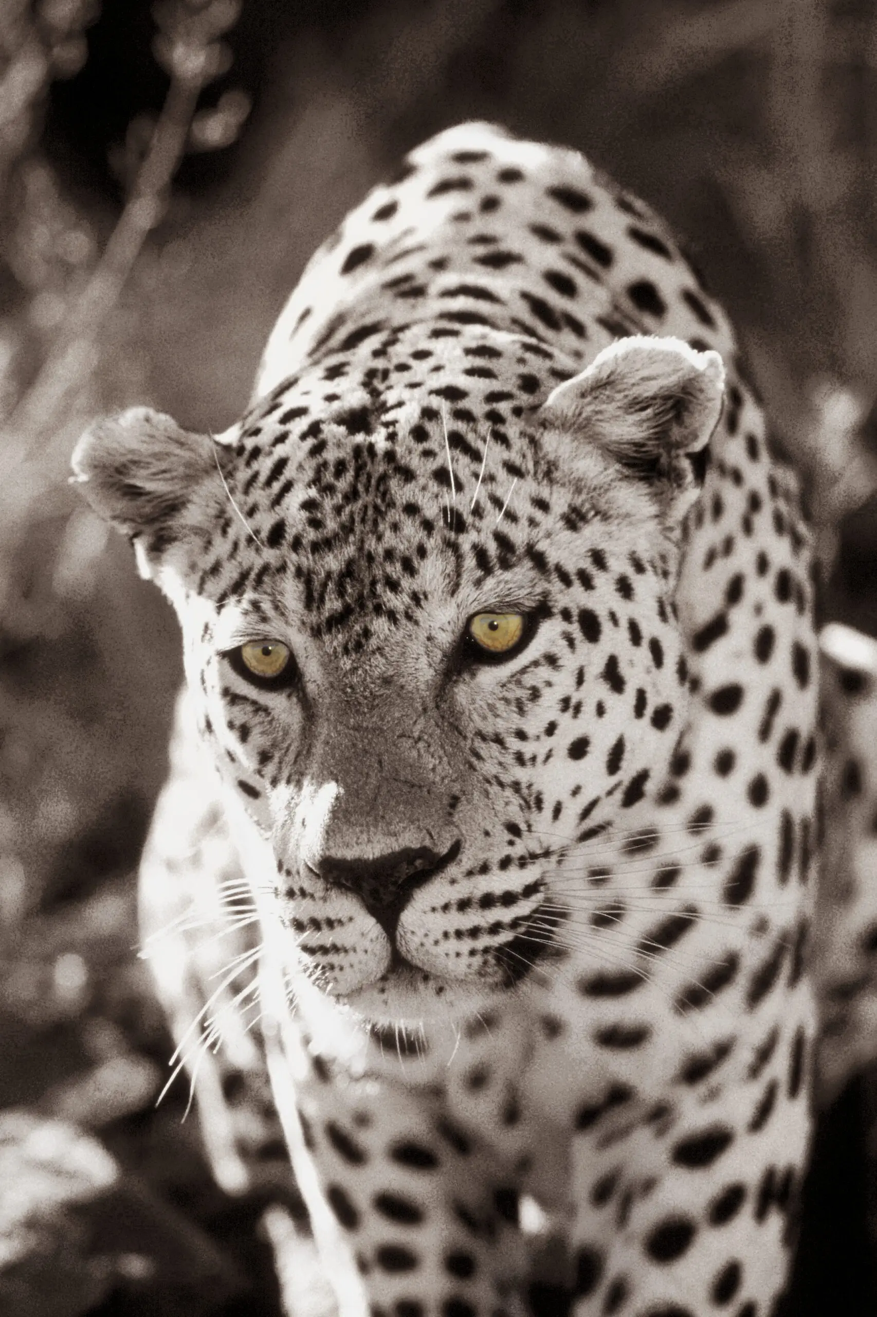 Wandbild (178) Panthera pardus präsentiert: Tiere,Wildtiere,Aus Afrika