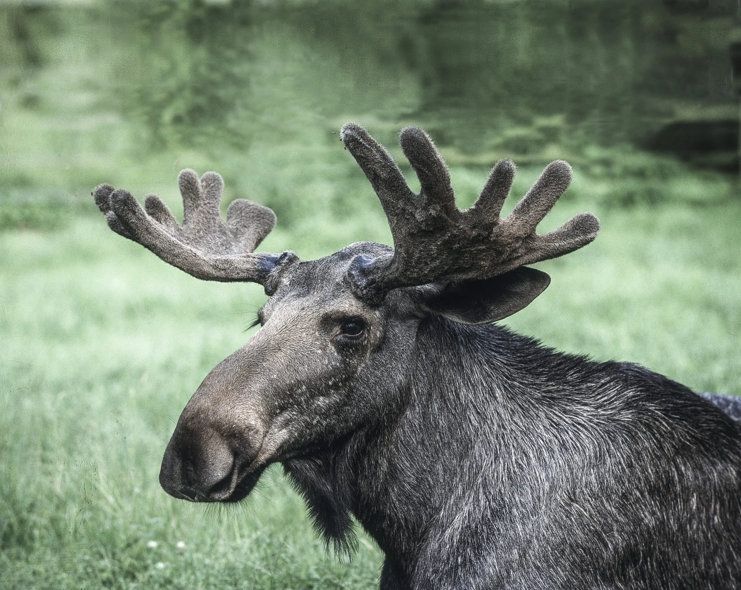 Wandbild (177) Der Elch präsentiert: Tiere,Sonstige Tiere,Wildtiere