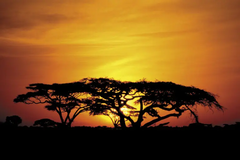  (176) Akazien Gold präsentiert: Afrika, Bäume, Landschaften, Natur