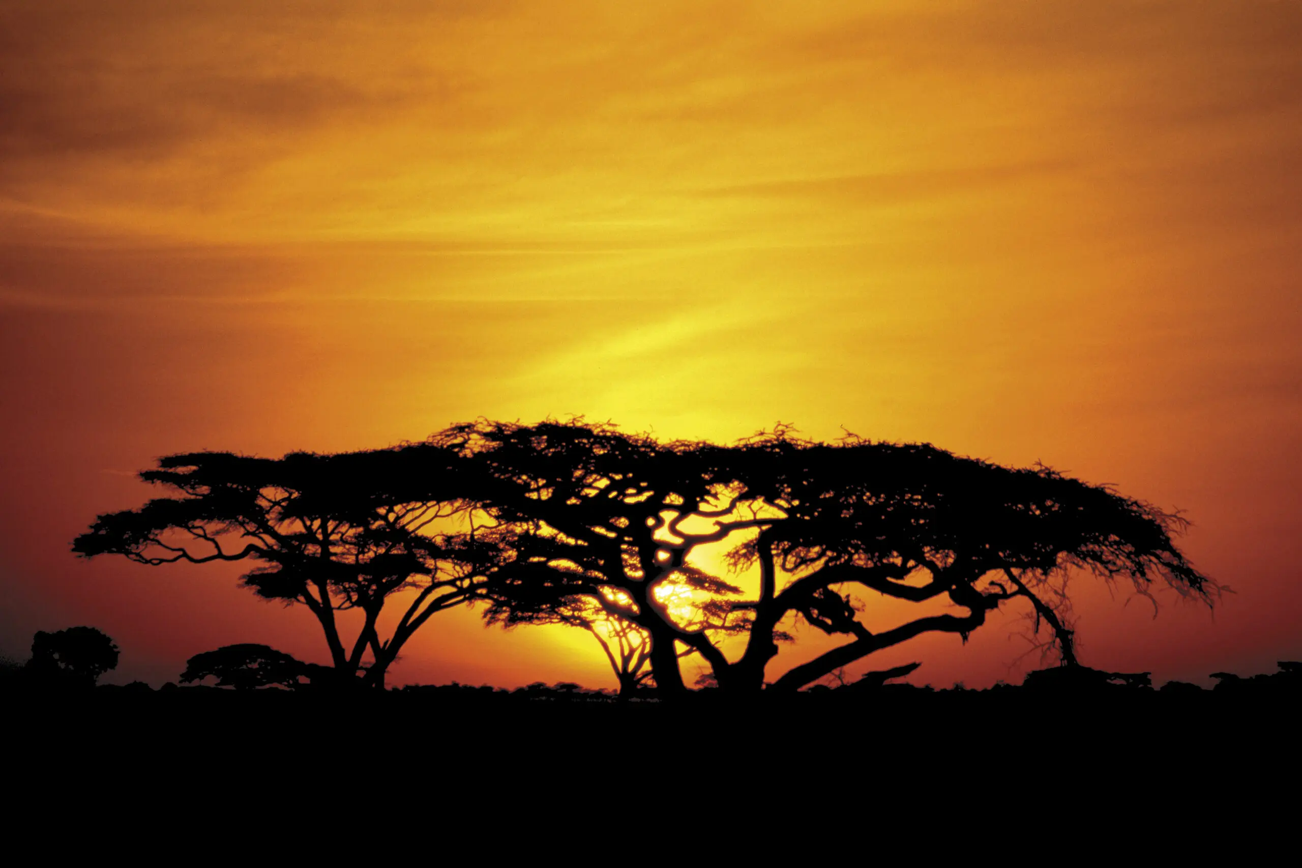 Wandbild (176) Akazien Gold präsentiert: Natur,Landschaften,Bäume,Afrika
