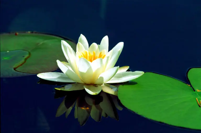  (175) Weisse Schönheit präsentiert: Blumen und Blüten, Natur, Seen, Wasser, Wasserspiegelungen