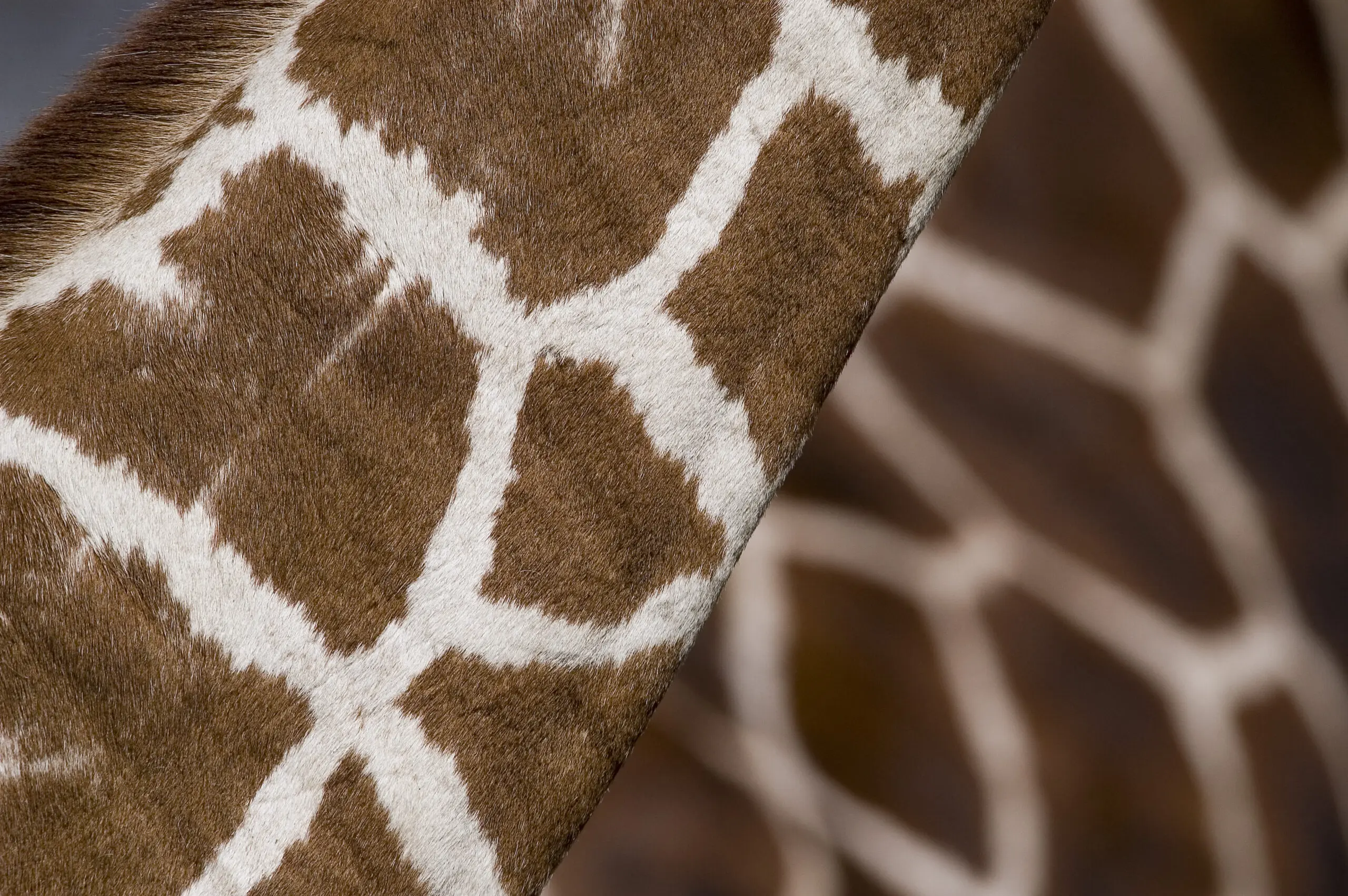 Wandbild (170) Dynamik pur präsentiert: Details und Strukturen,Tiere,Aus Afrika,Detailaufnahmen,Tiere