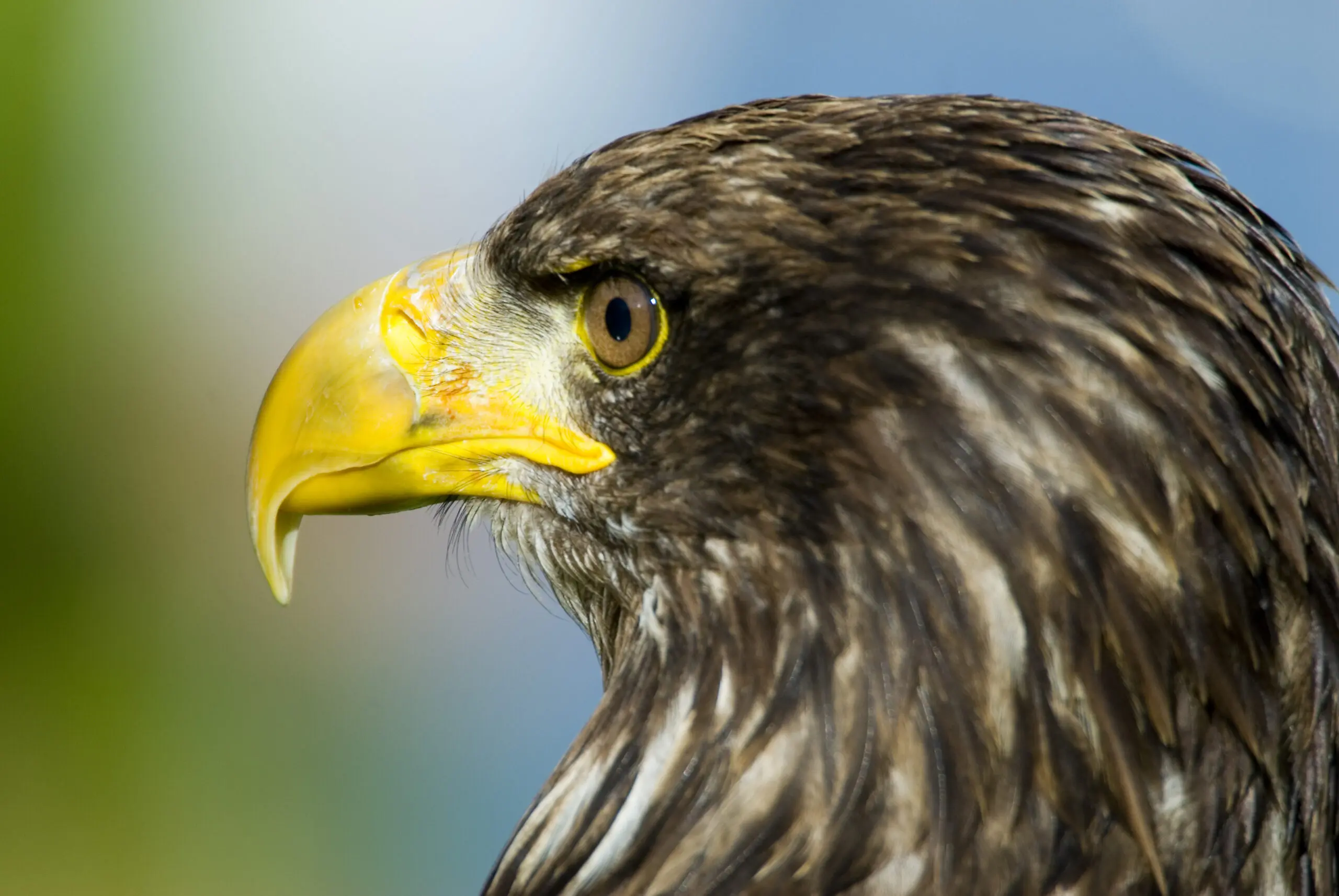 Wandbild (166) Die Ferne präsentiert: Tiere,Vögel