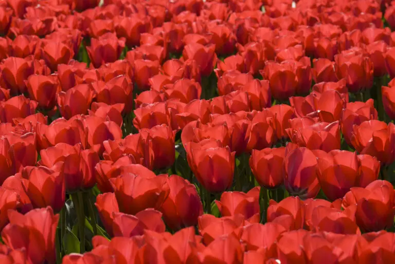  (163) Roter teppich präsentiert: Blumen und Blüten, Natur