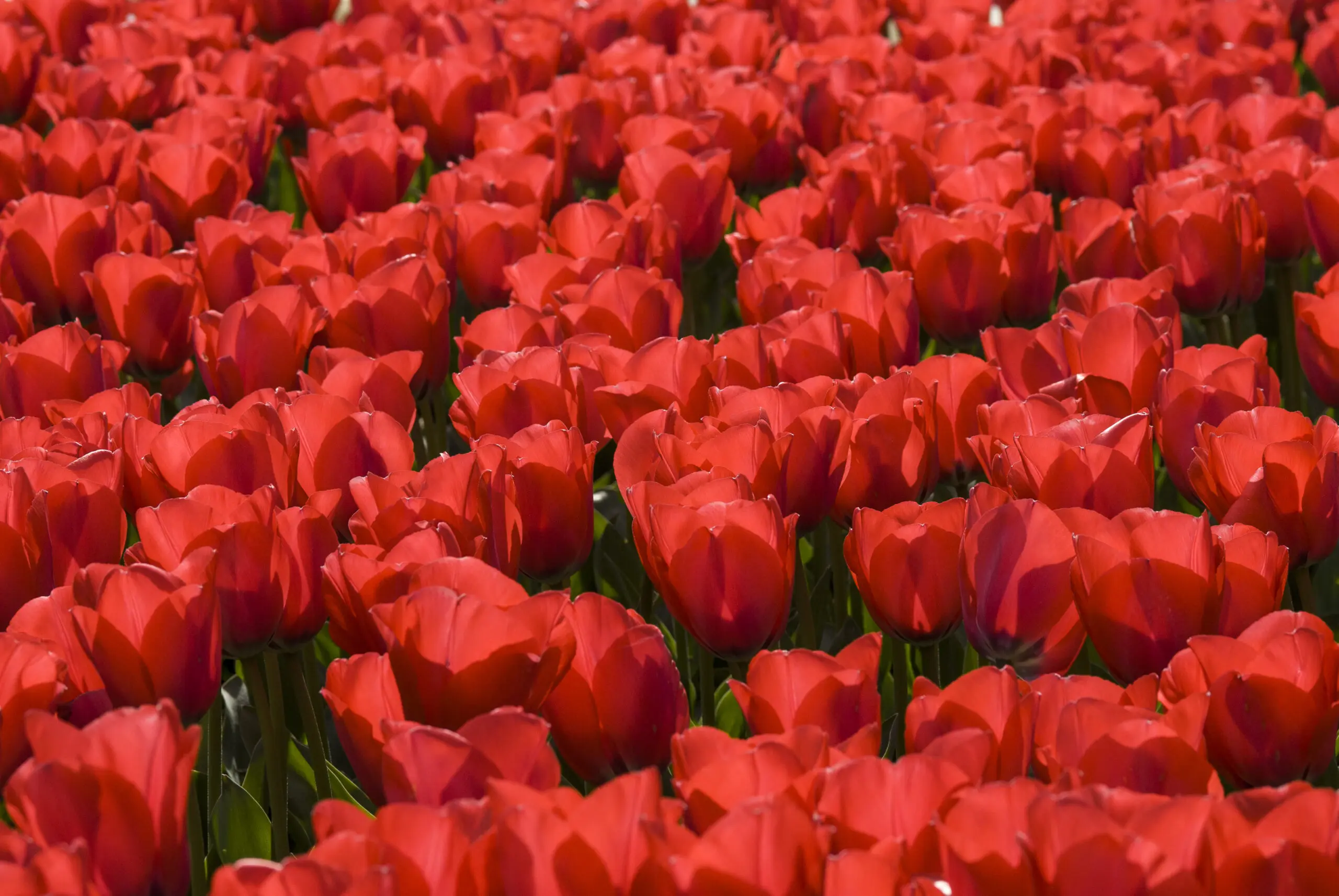 Wandbild (163) Roter teppich präsentiert: Natur,Blumen und Blüten