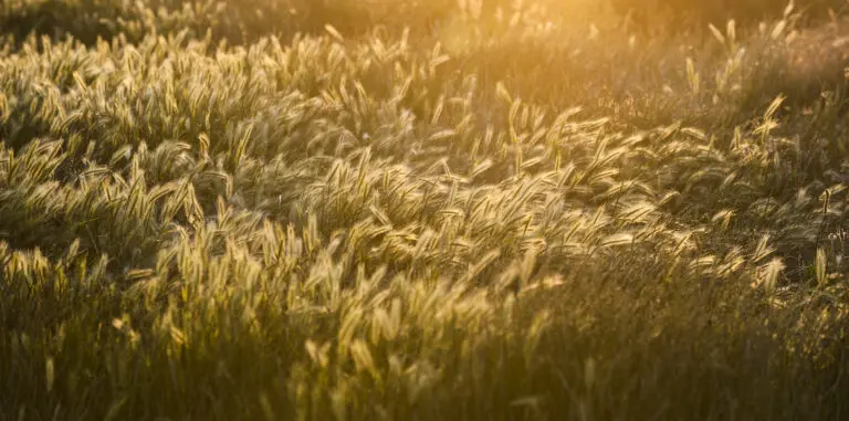  (161) Goldener Morgen präsentiert: Detailaufnahmen, Details und Strukturen, Gräser, Herbst, Landschaften, Natur, Sonstige Pflanzen