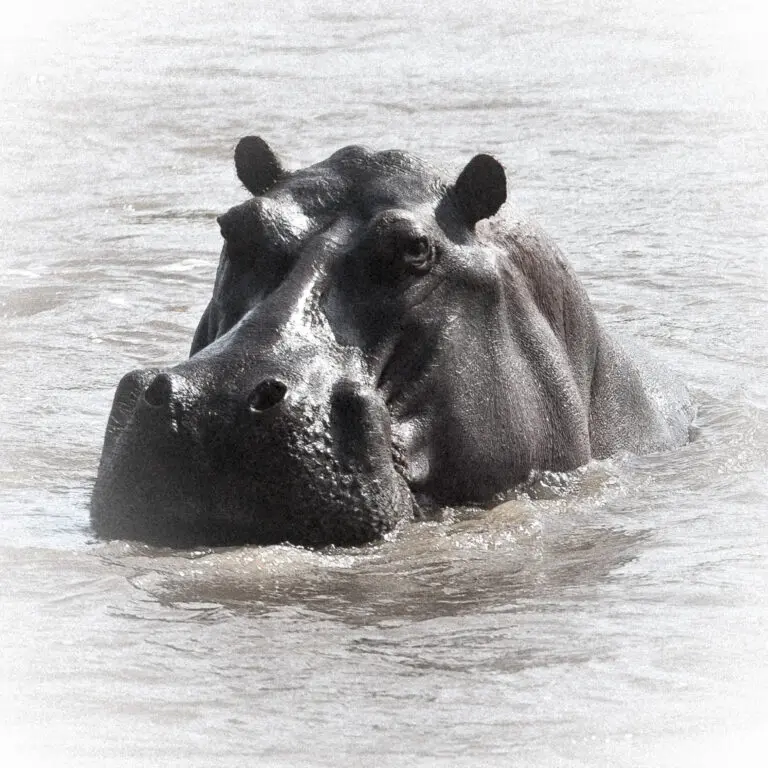  (157) Hippo präsentiert: Aus Afrika, Tiere, Wildtiere