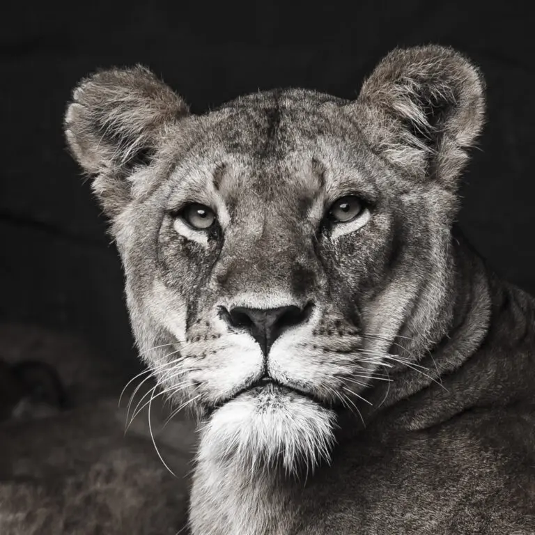  (140) Lion präsentiert: Aus Afrika, Tiere, Wildtiere