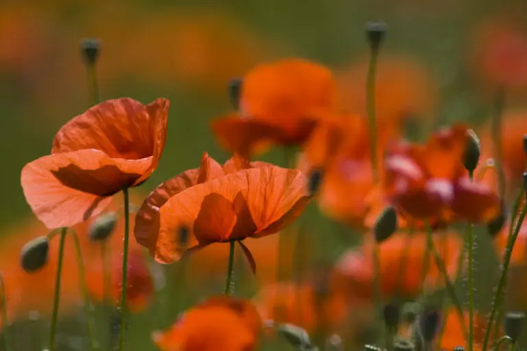  (141) Mohnblüten präsentiert: Blumen und Blüten, Natur