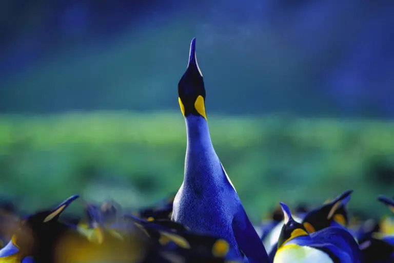  (139) Kingpenguin präsentiert: Pinguine, Tiere