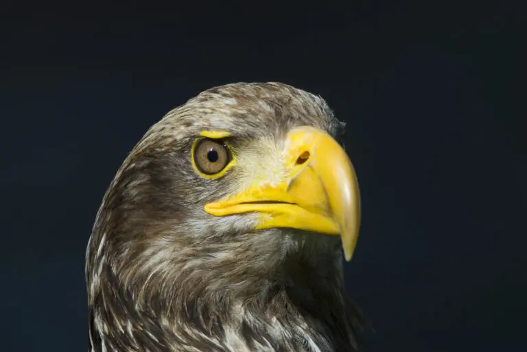 Der Blick