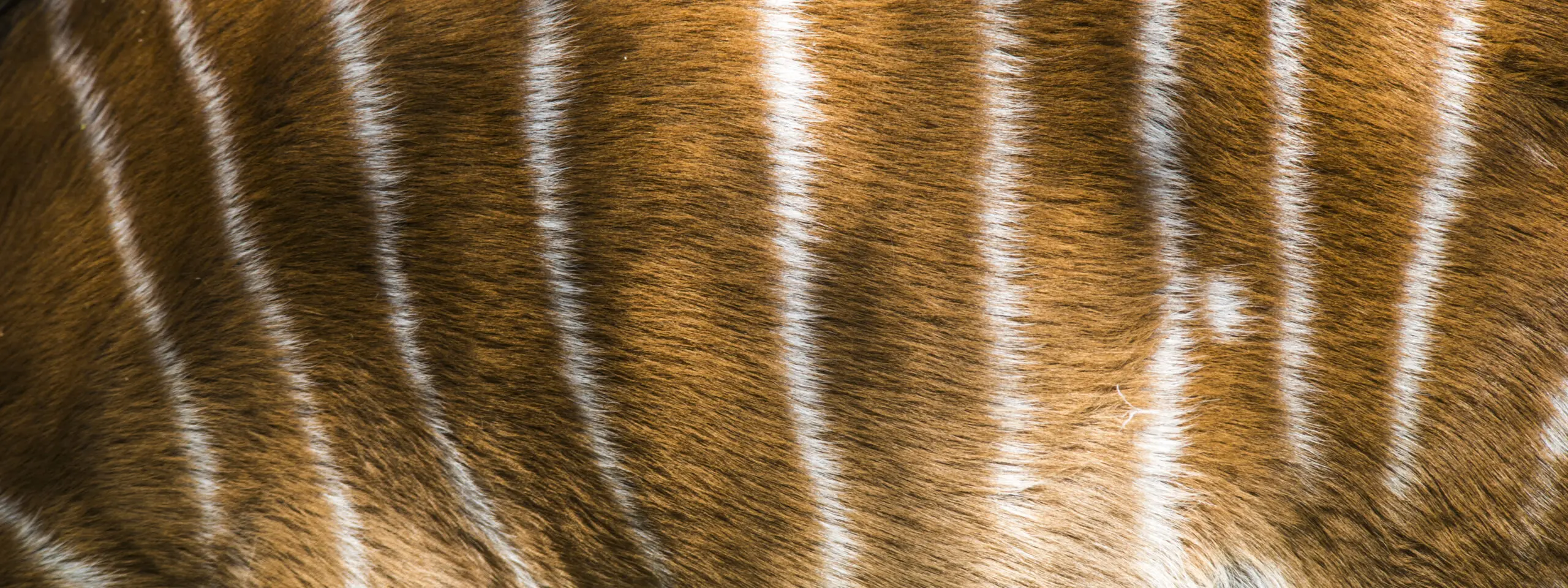 Wandbild (184) Das i Tüpfelchen am Rande präsentiert: Details und Strukturen,Tiere,Sonstige Tiere,Aus Afrika,Detailaufnahmen,Tiere