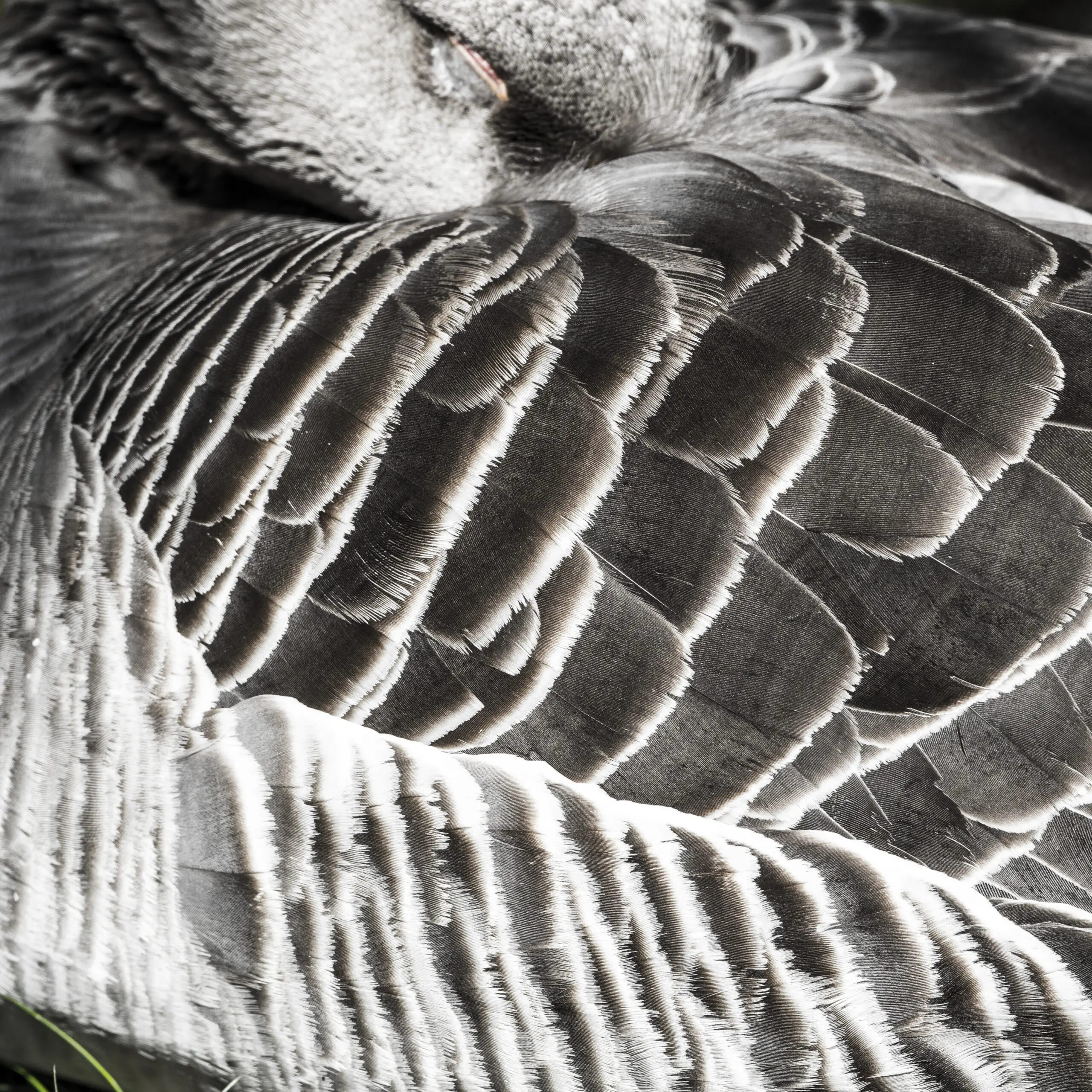 Wandbild (191) Das geheime Auge präsentiert: Details und Strukturen,Tiere,Detailaufnahmen,Tiere