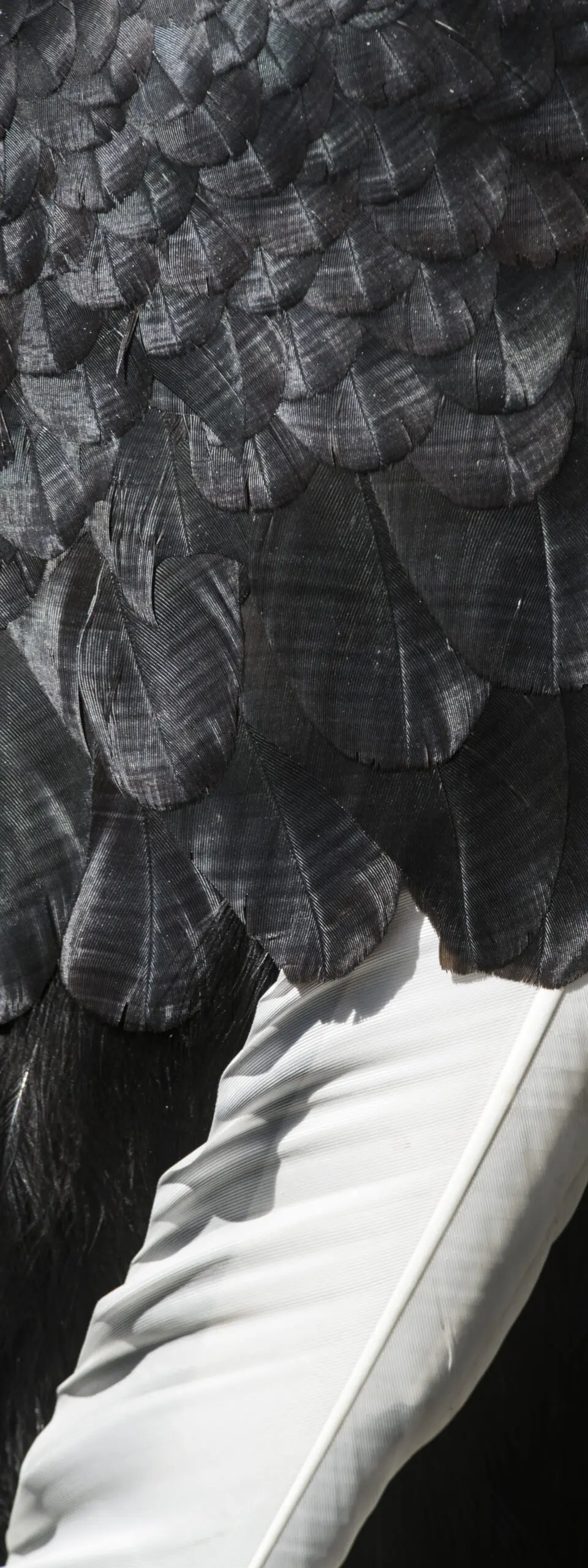 Wandbild (190) Schwarze Wellen präsentiert: Details und Strukturen,Tiere,Detailaufnahmen,Tiere