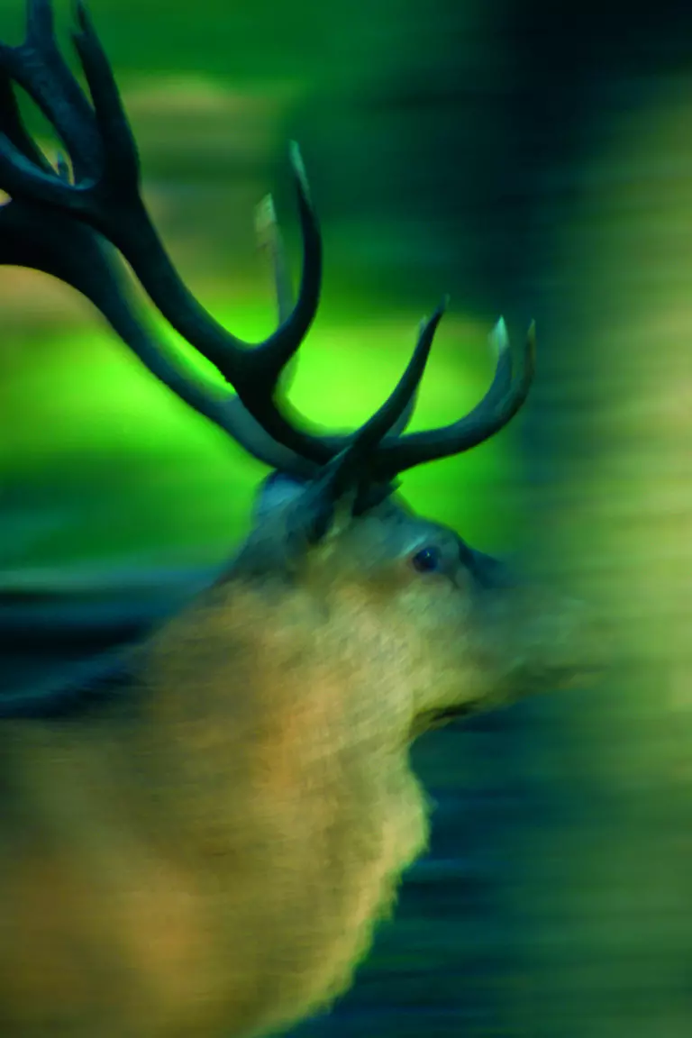  (201) Ghost präsentiert: Sonstige Tiere, Tiere, Wildtiere