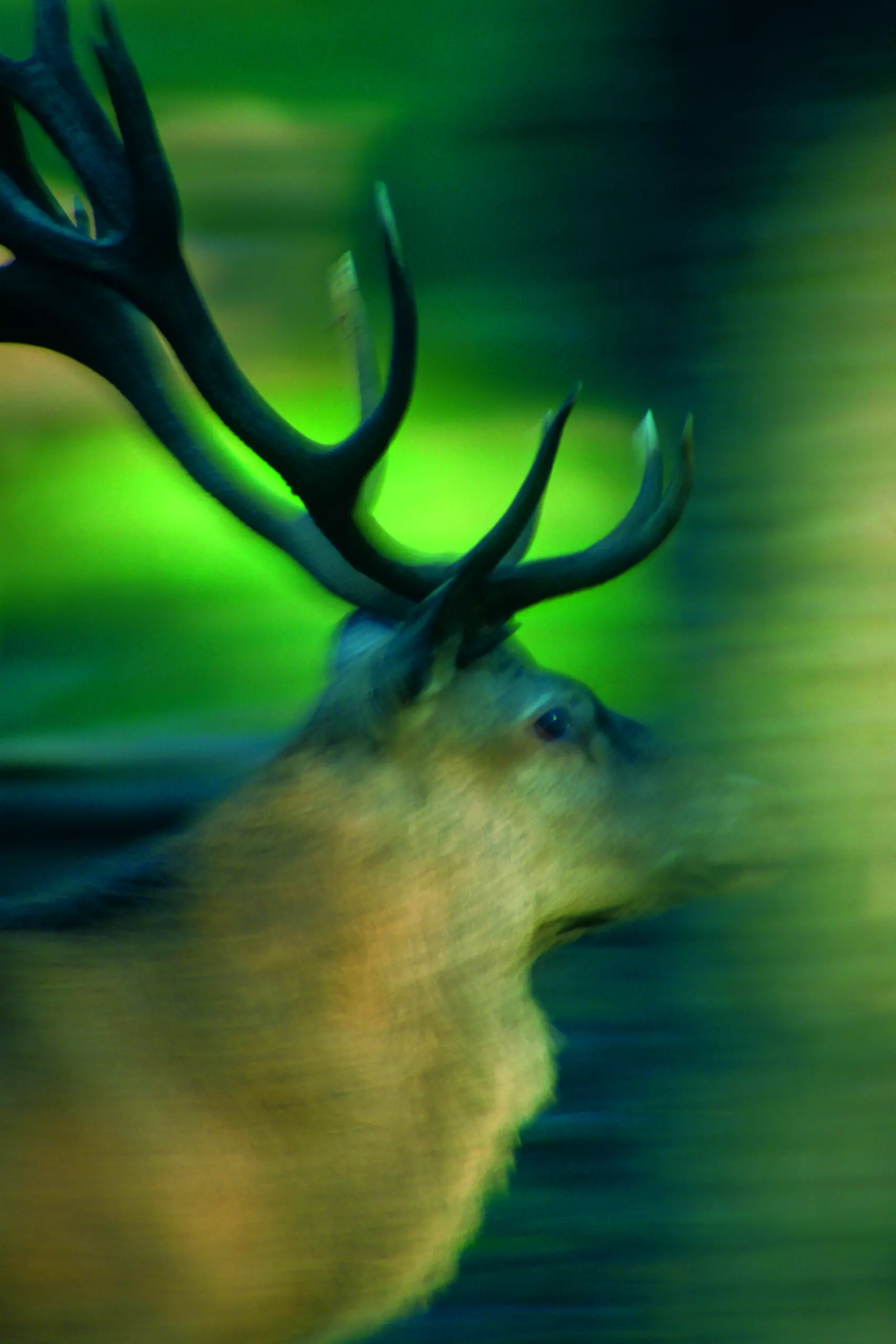 Wandbild (201) Ghost präsentiert: Tiere,Sonstige Tiere,Wildtiere