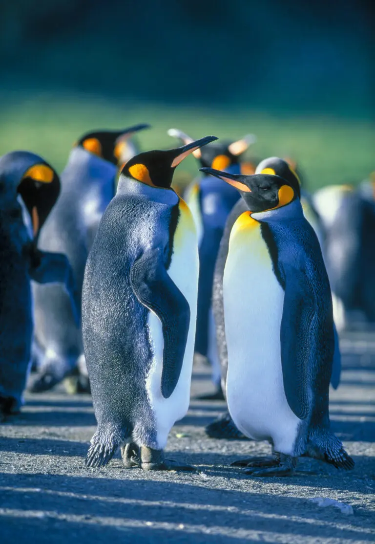  (200) Hello again präsentiert: Pinguine, Tiere