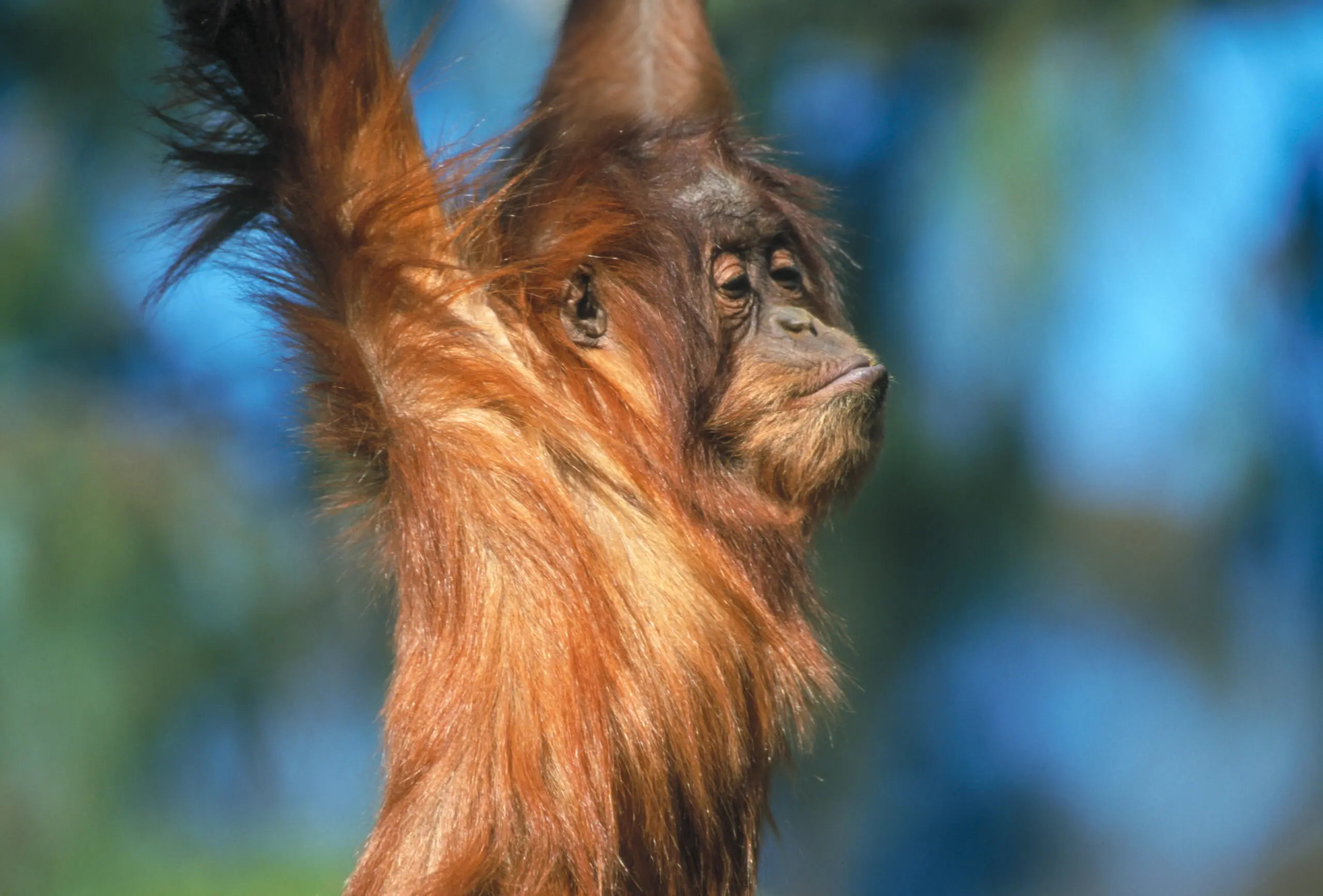 Wandbild (199) Orang Swind präsentiert: Tiere,Sonstige Tiere,Aus Afrika