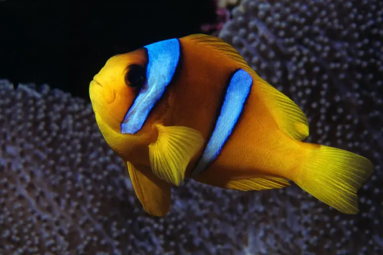  (210) My little friend präsentiert: Fische, Tiere, Unterwasser, Wasser