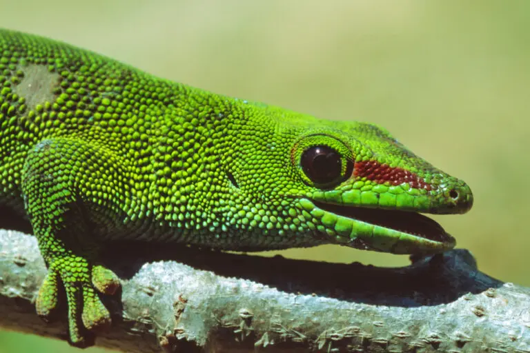  (209) Taggecko 2 präsentiert: Amphibien, Sonstige Tiere, Tiere