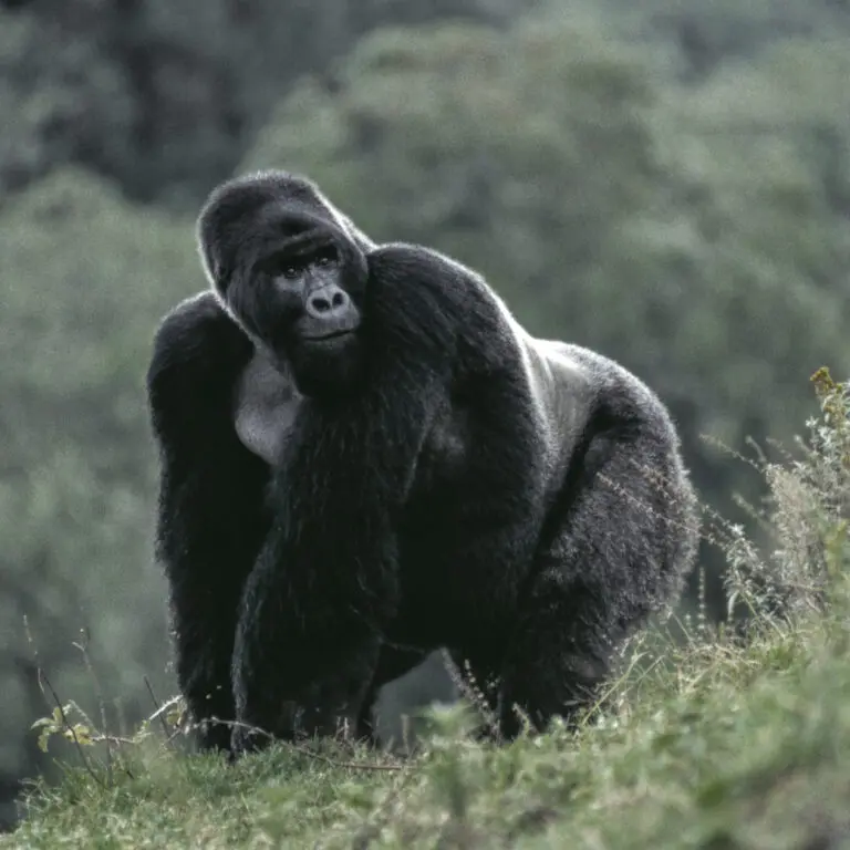  (208) Oscar präsentiert: Aus Afrika, Sonstige Tiere, Tiere