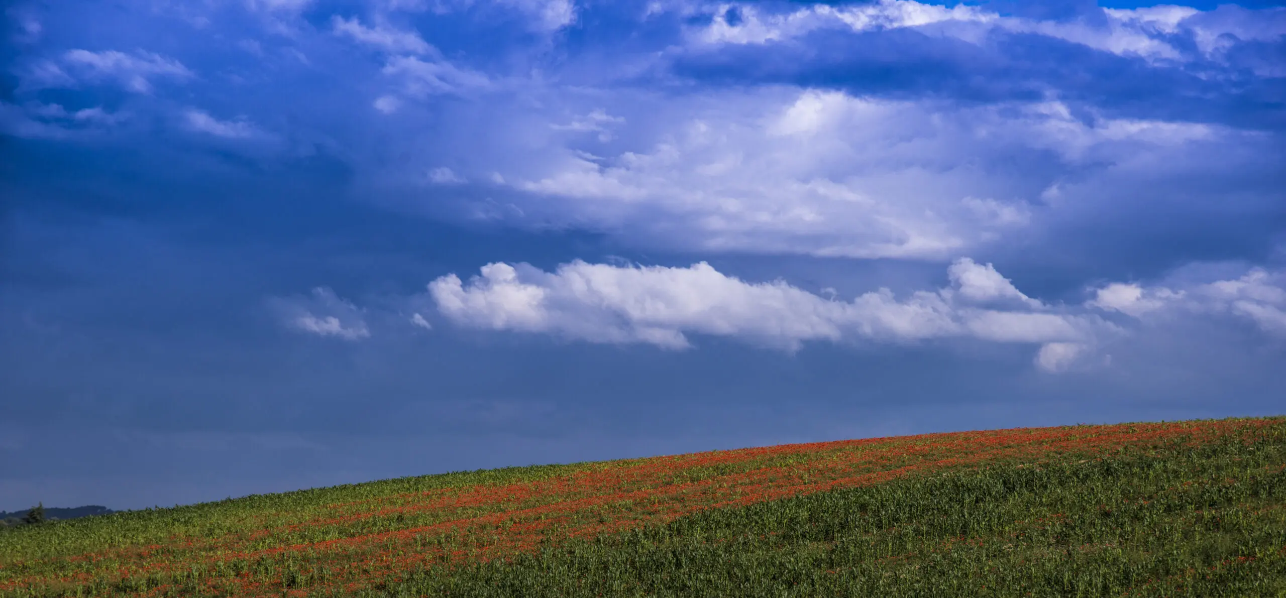 Wandbild (221) French Poppy präsentiert: Natur,Landschaften,Blumen und Blüten,Frühling