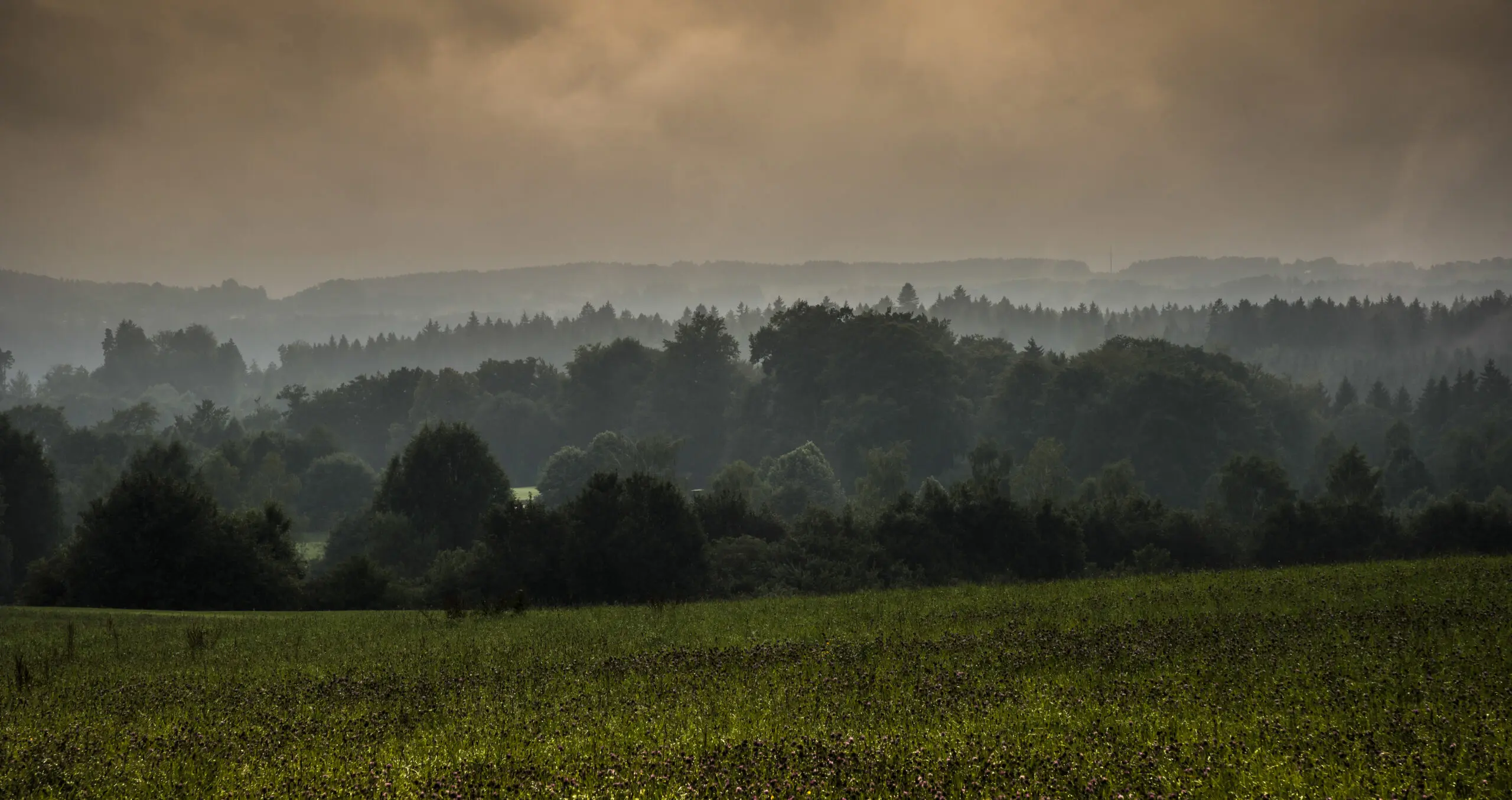 Wandbild (220) Dawn präsentiert: Landschaften,Sommer,Wälder
