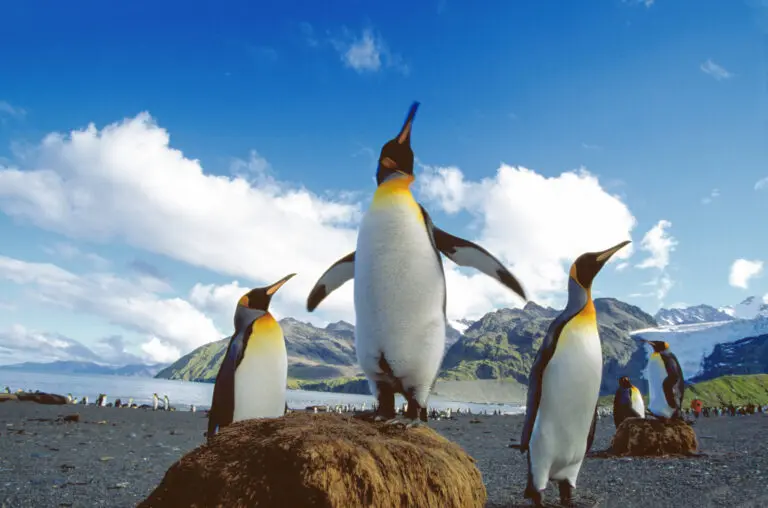  (246) South Georgia präsentiert: Pinguine, Tiere