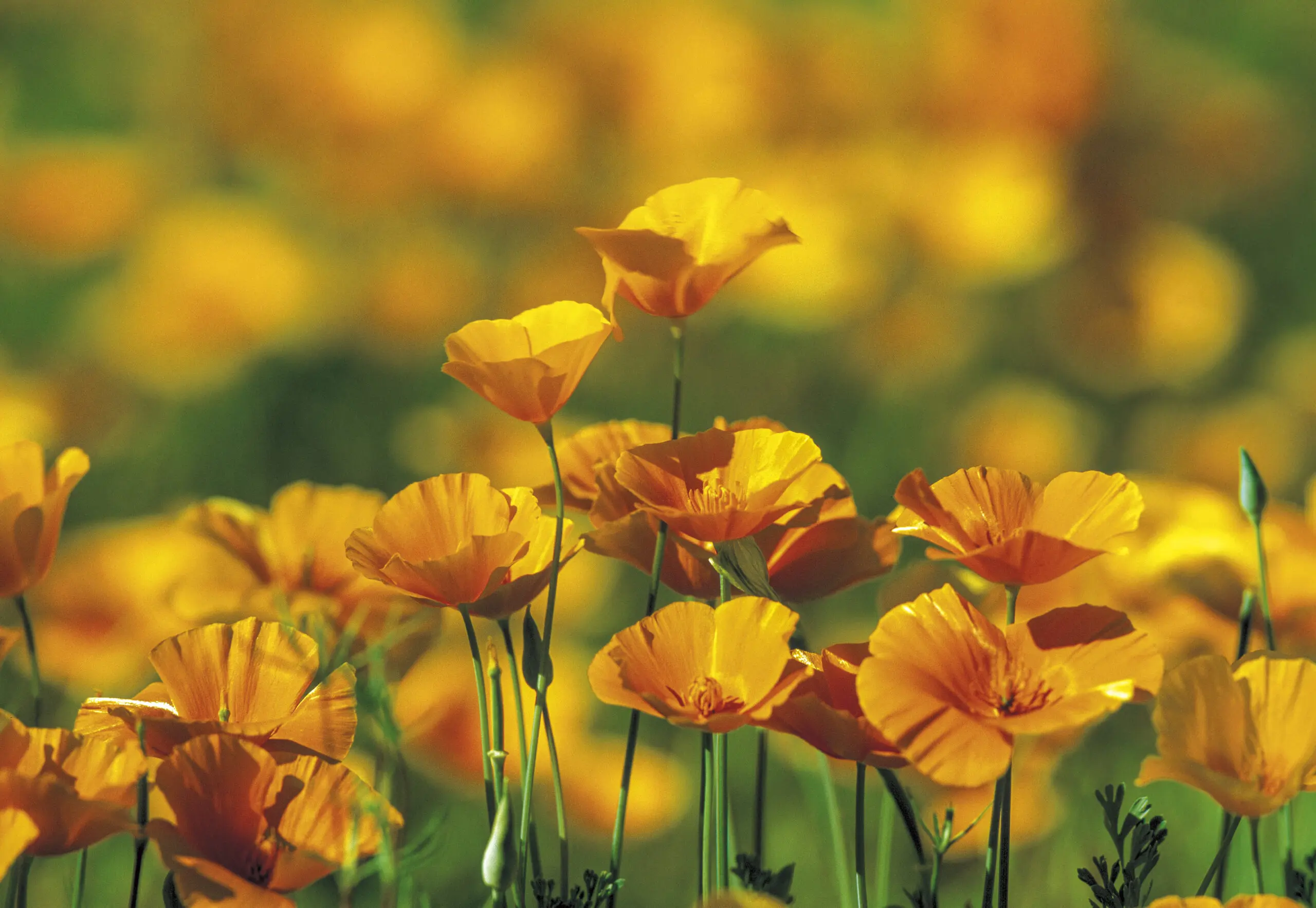 Wandbild (250) Mexican Poppy präsentiert: Natur,Blumen und Blüten