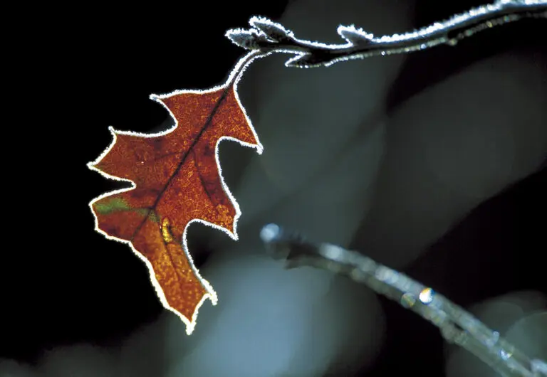  (249) Frozen Oak präsentiert: Blätter, Makro, Natur