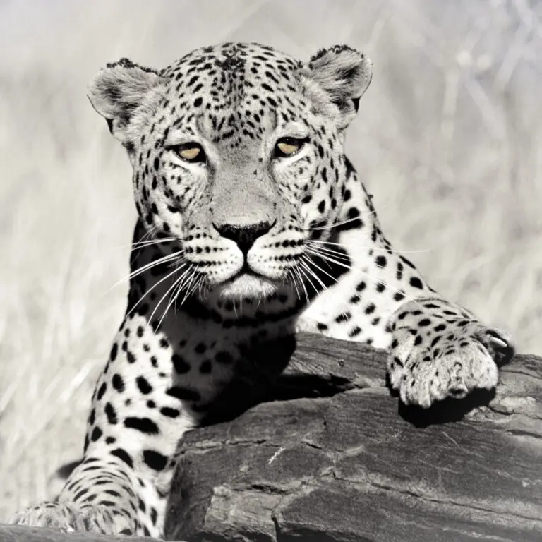  (253) Leo pardus BW präsentiert: Aus Afrika, Tiere, Wildtiere