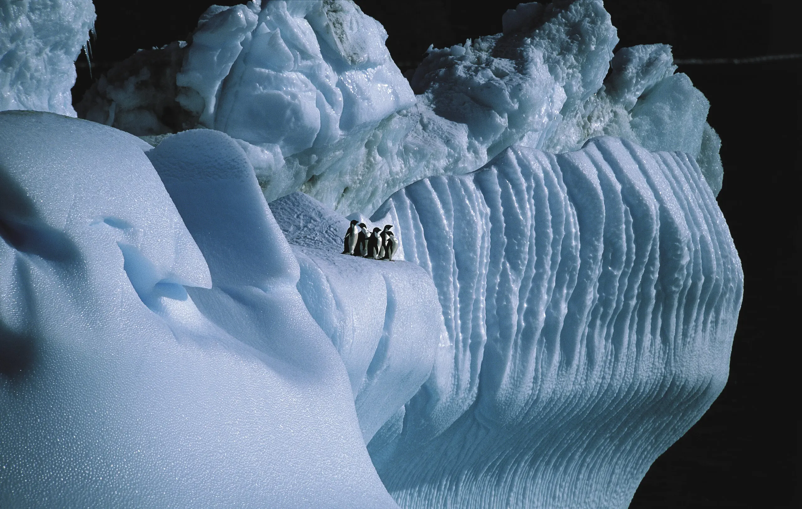 Wandbild (258) Paulet Island präsentiert: Landschaften,Pinguine