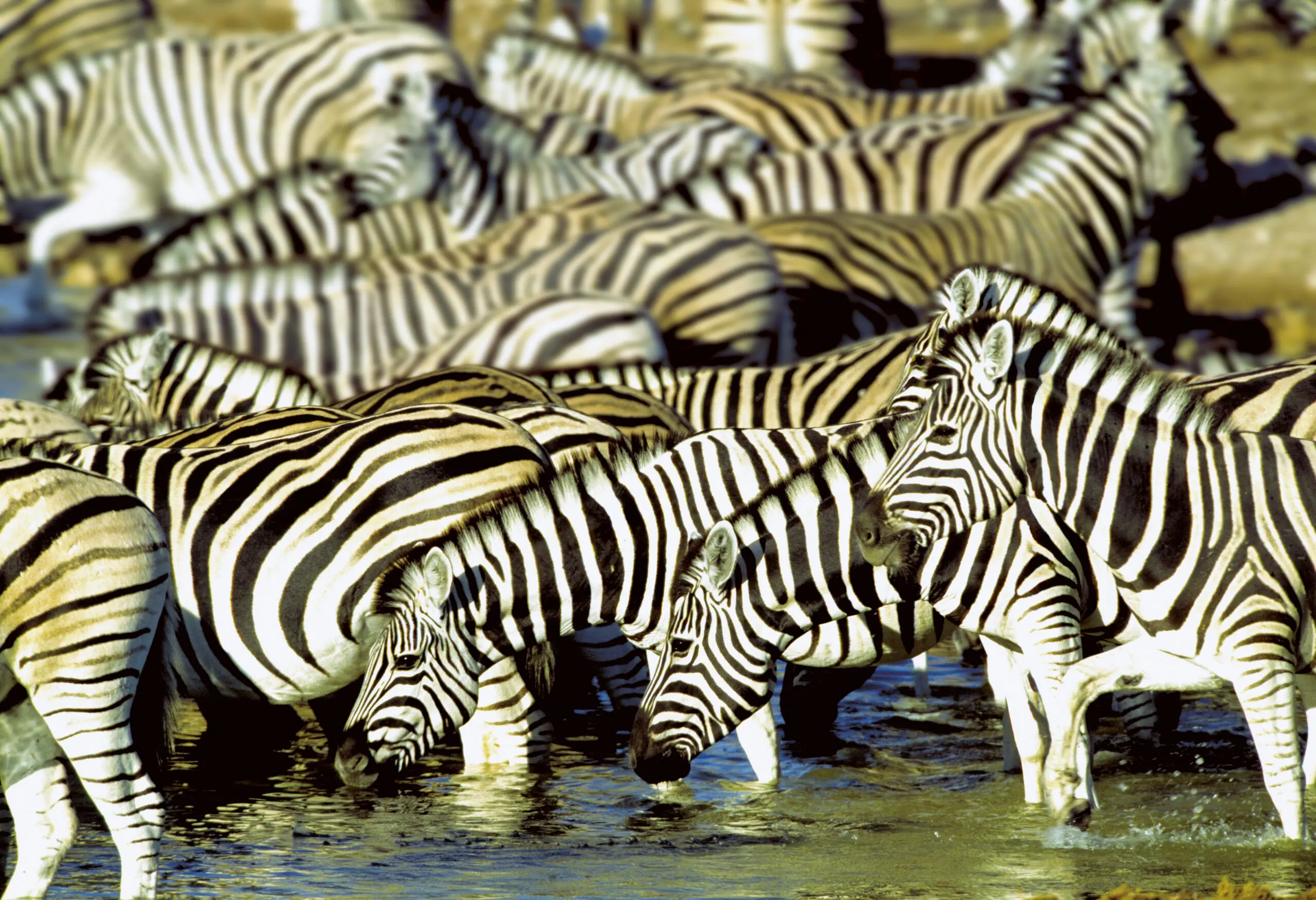 Wandbild (276) Wasserloch präsentiert: Wasser,Tiere,Sonstige Tiere,Aus Afrika,Seen