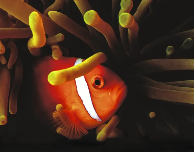  (273) Nemo präsentiert: Fische, Tiere, Unterwasser, Wasser