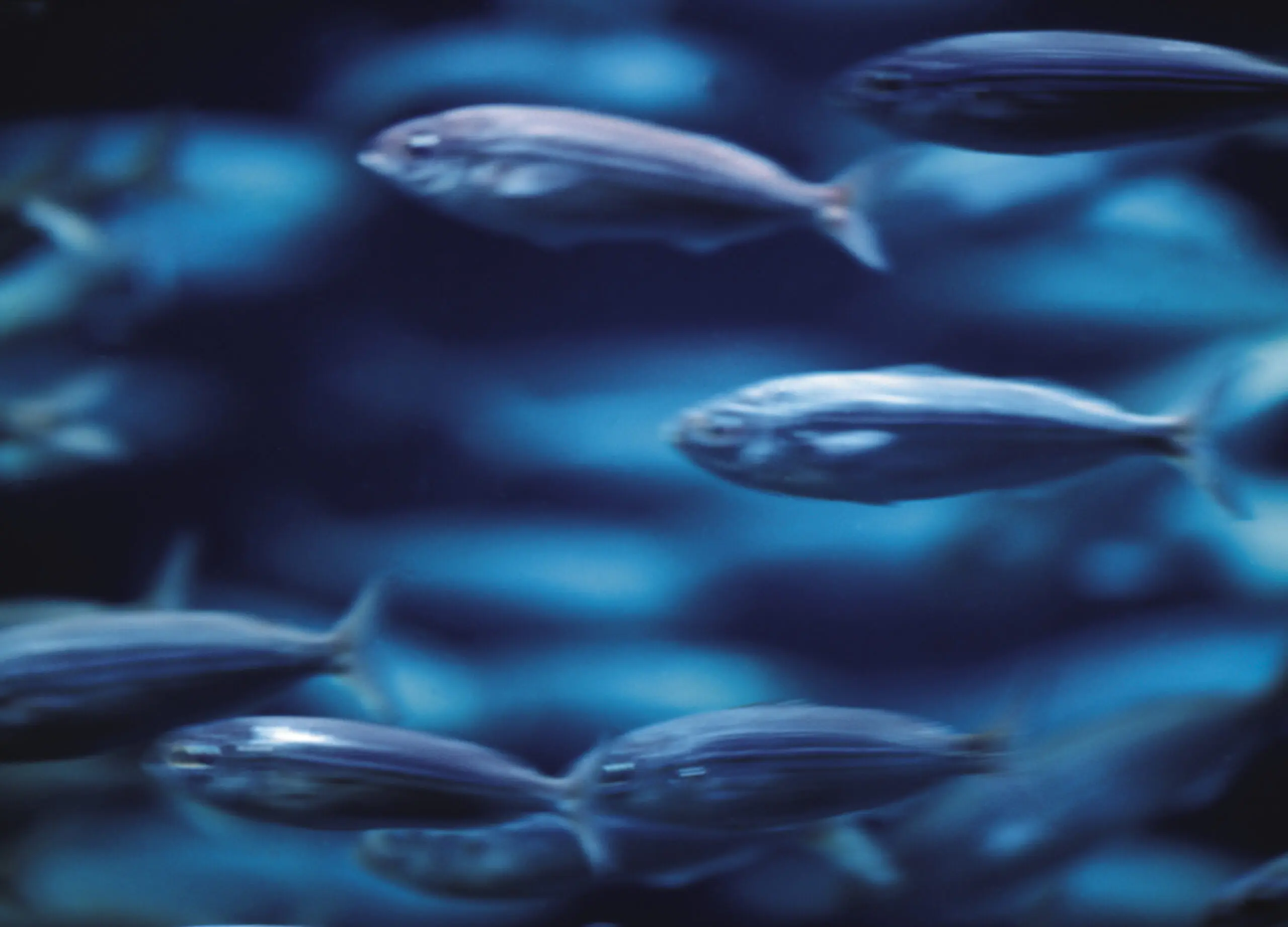 Wandbild (272) Fishtank präsentiert: Wasser,Tiere,Fische,Unterwasser