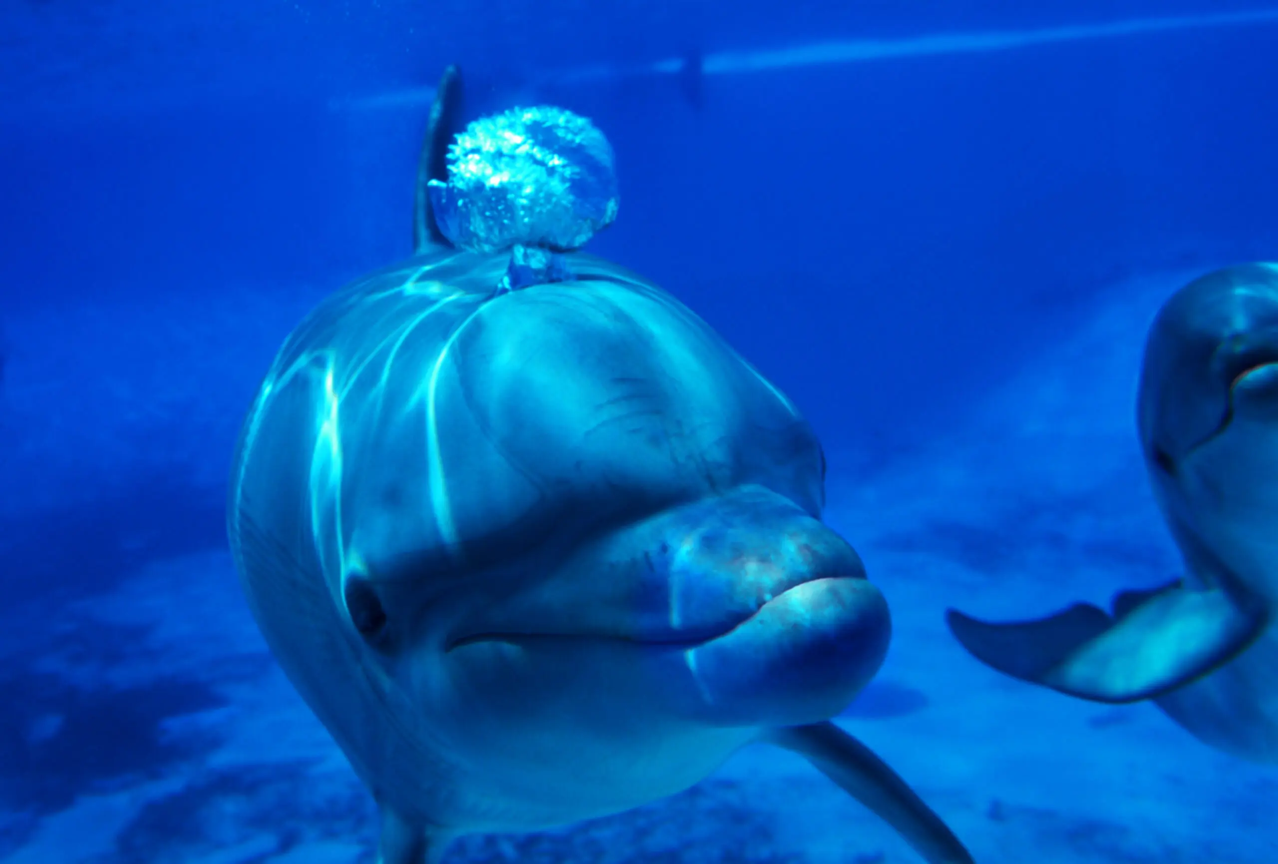 Wandbild (267) Delphin präsentiert: Wasser,Tiere,Fische,Unterwasser