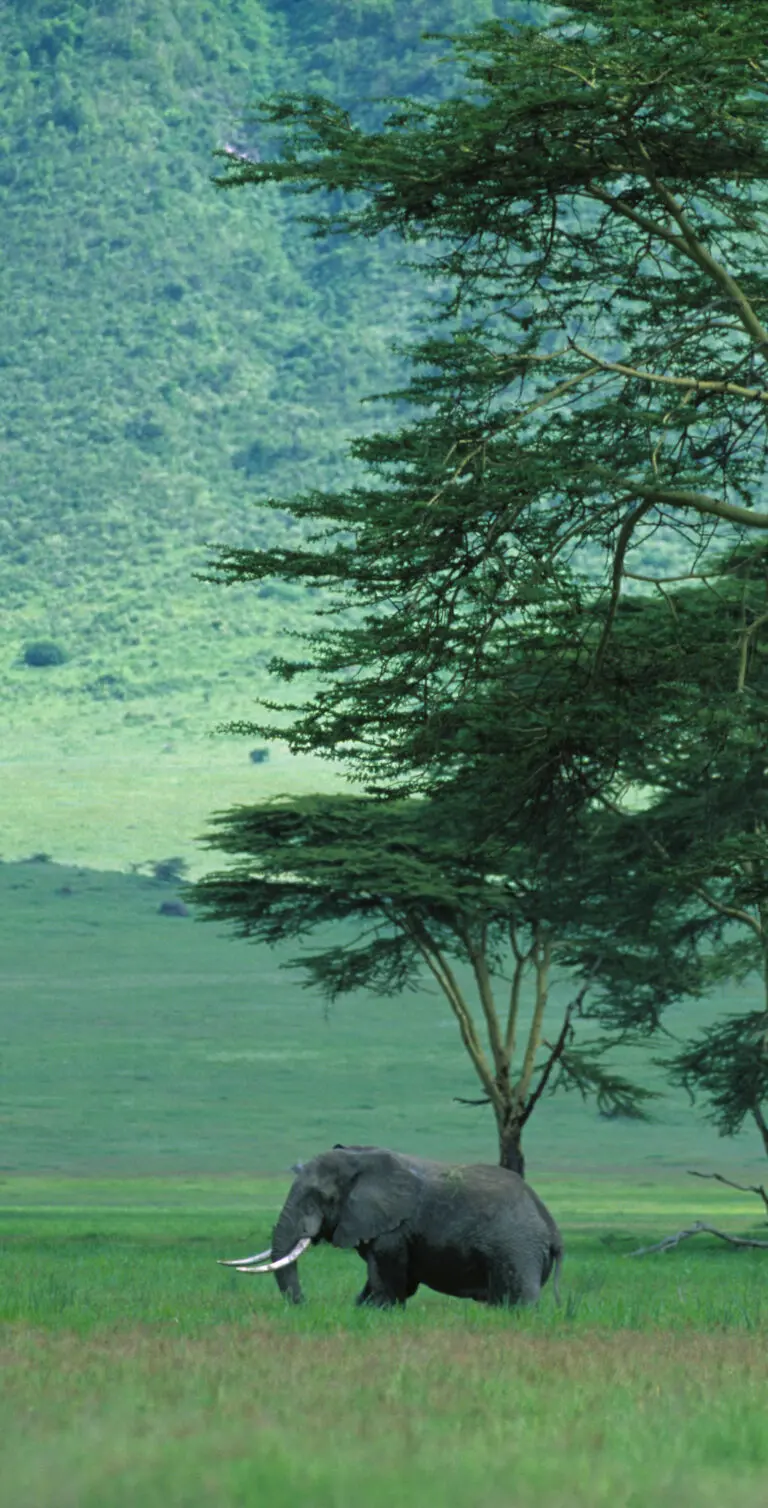  (264) Big Tusker Ngorongoro präsentiert: Afrika, Aus Afrika, Landschaften, Sonstige, Sonstige Tiere, Tiere