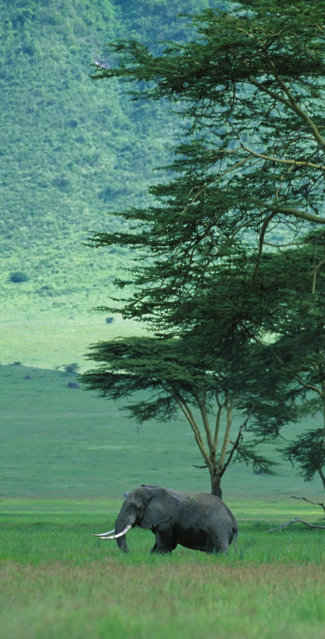 Wandbild (264) Big Tusker Ngorongoro präsentiert: Landschaften,Tiere,Afrika,Sonstige,Aus Afrika,Sonstige Tiere