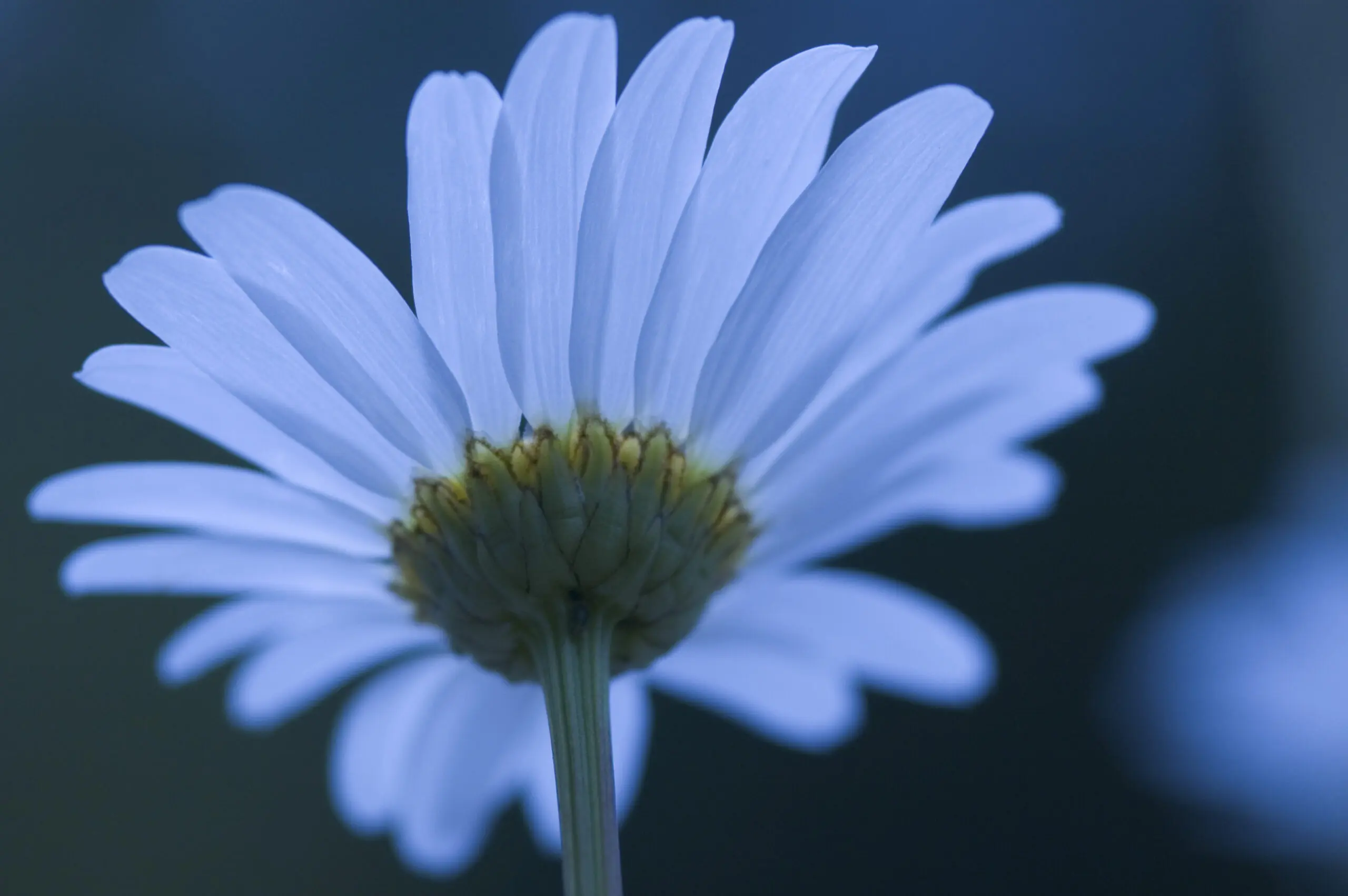 Wandbild (259) Margherita präsentiert: Natur,Blumen und Blüten