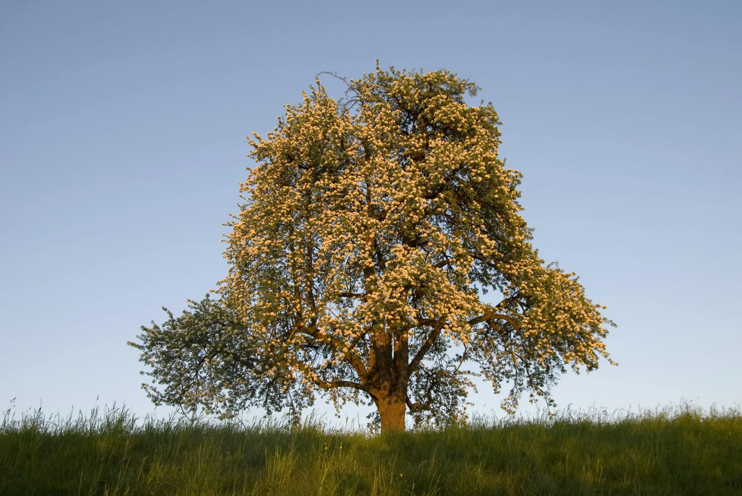 Wandbild (260) Birnbam präsentiert: Landschaften,Frühling