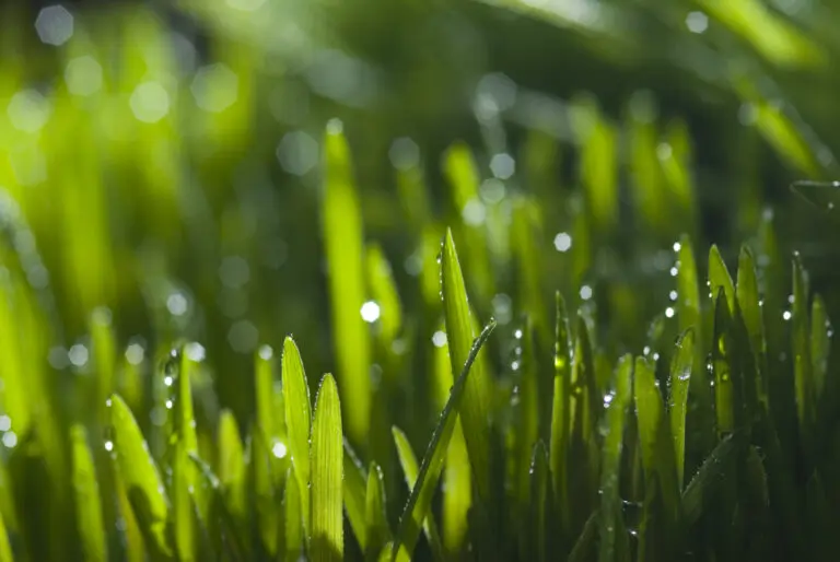 Greeny 5