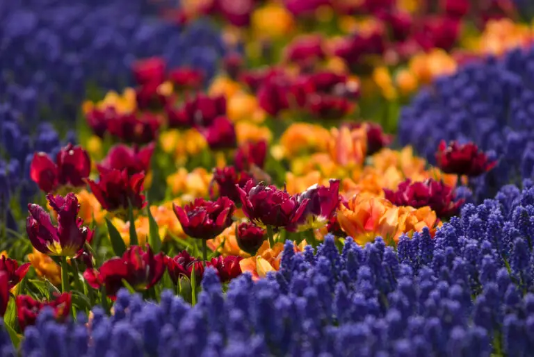  (285) Tupip fire präsentiert: Blumen und Blüten, Natur