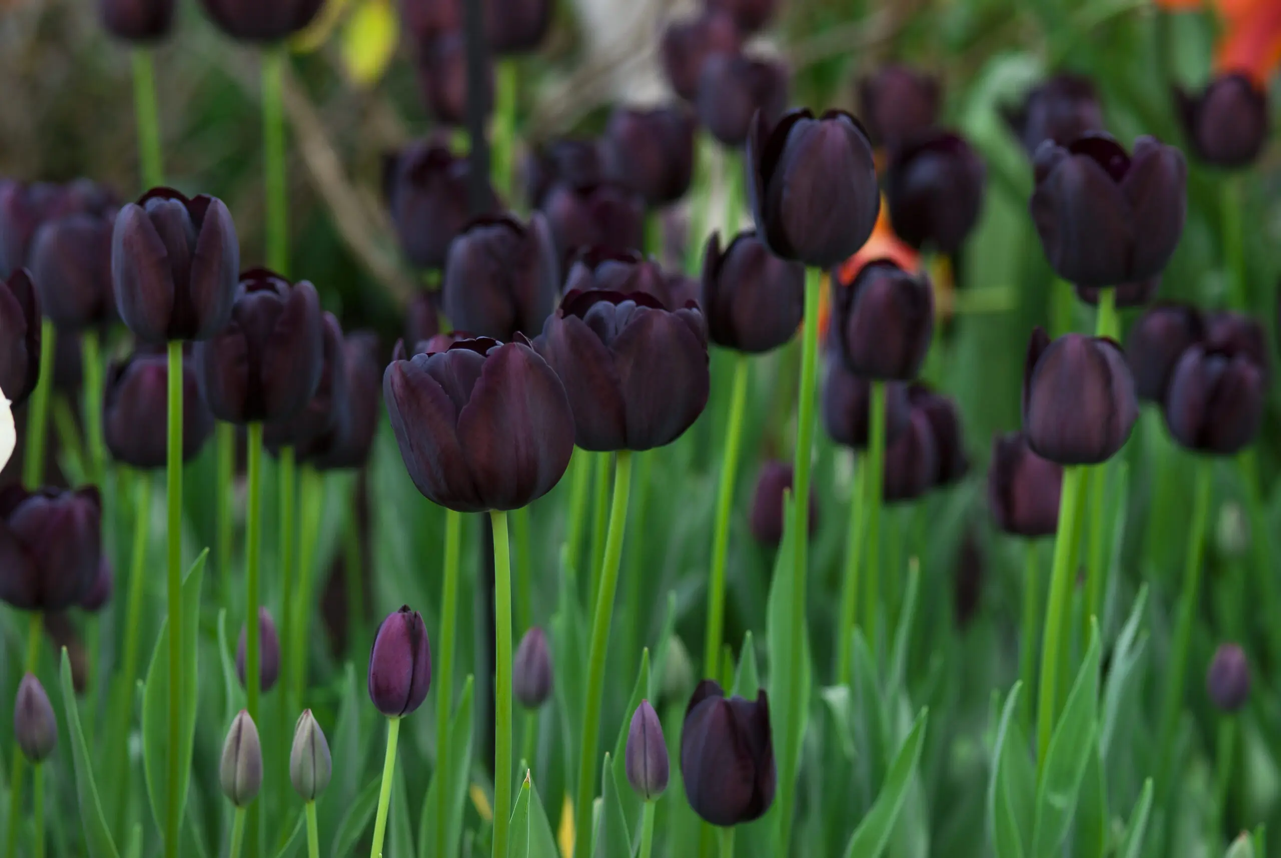 Wandbild (282) Roy Noire präsentiert: Natur,Blumen und Blüten