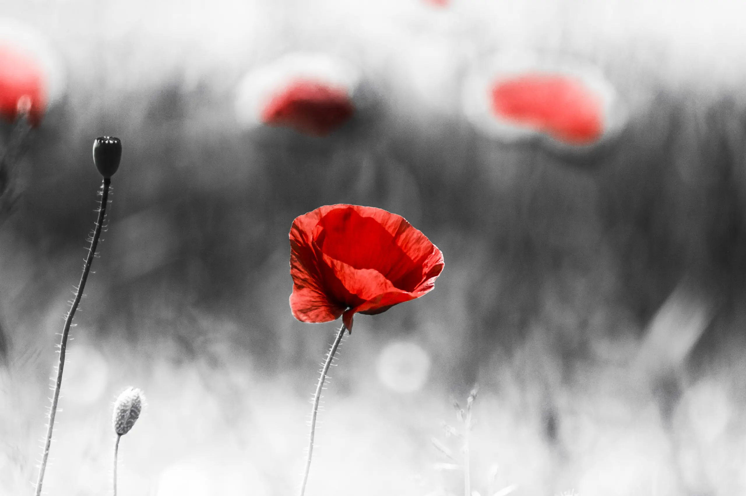 Wandbild (321) Black Poppy2 präsentiert: Natur,Blumen und Blüten