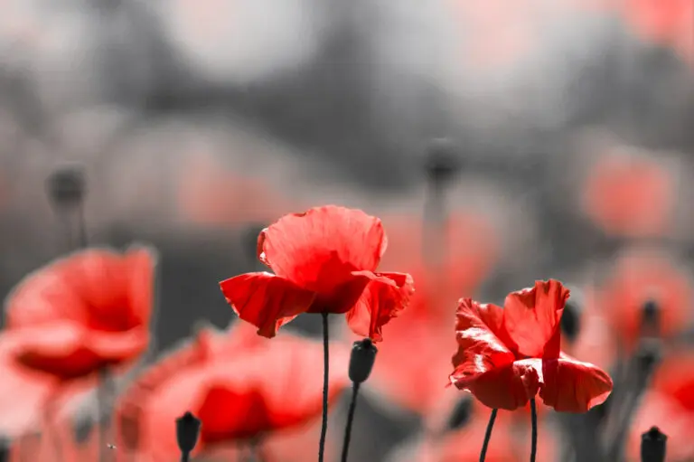 Black Poppy