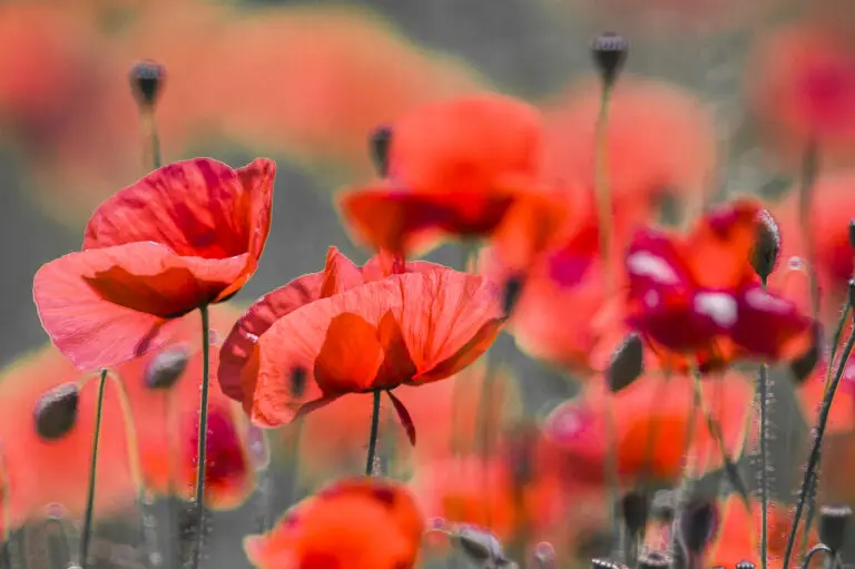Black Poppy assemble
